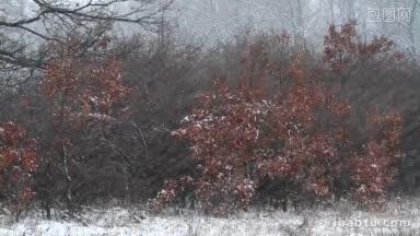 橡树林中的冬雪
